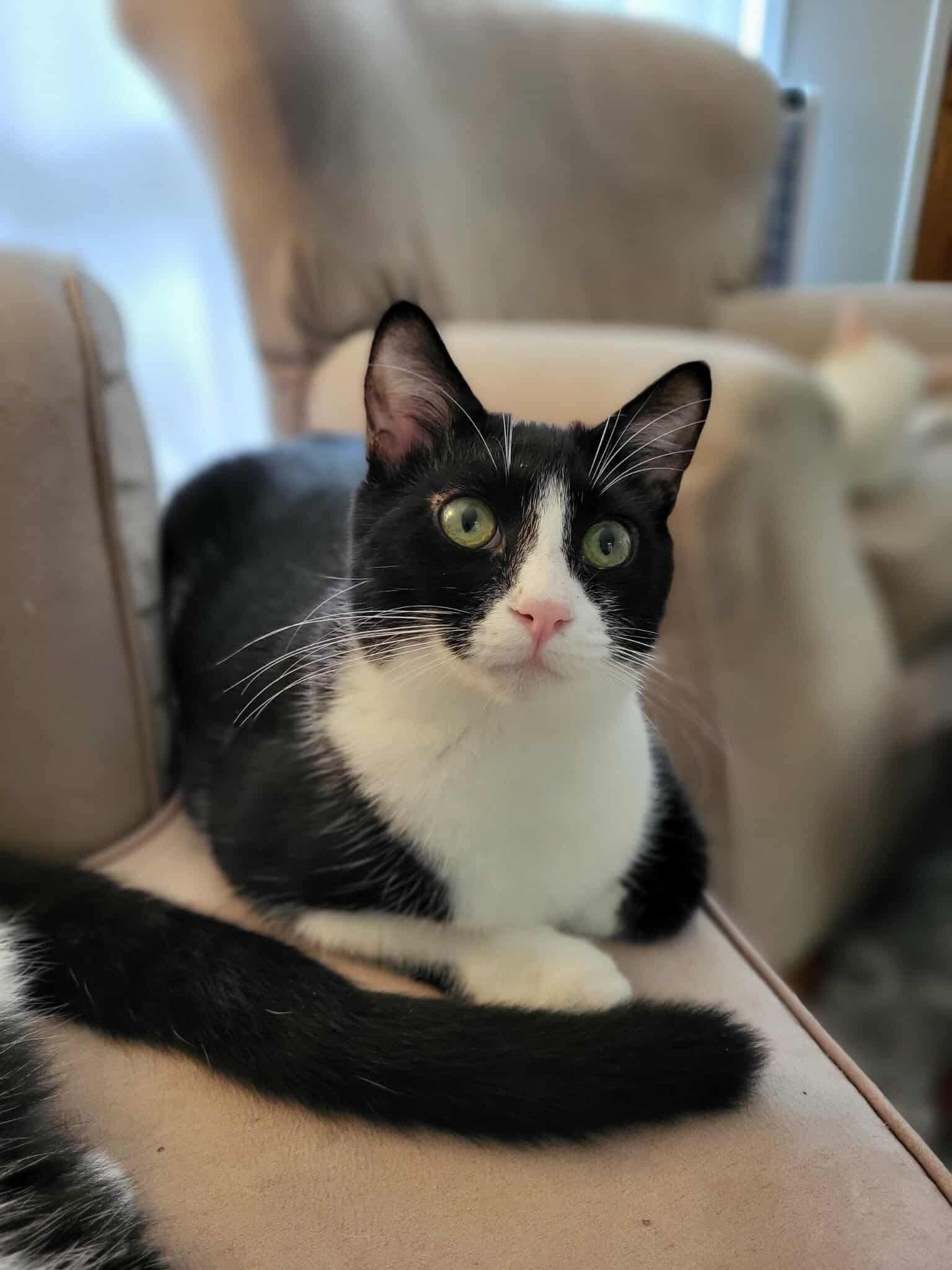 Enlarge Worm. (Super Friendly and wiggly), a Adoptable mixed breed in South Amboy, NJ image 5/5