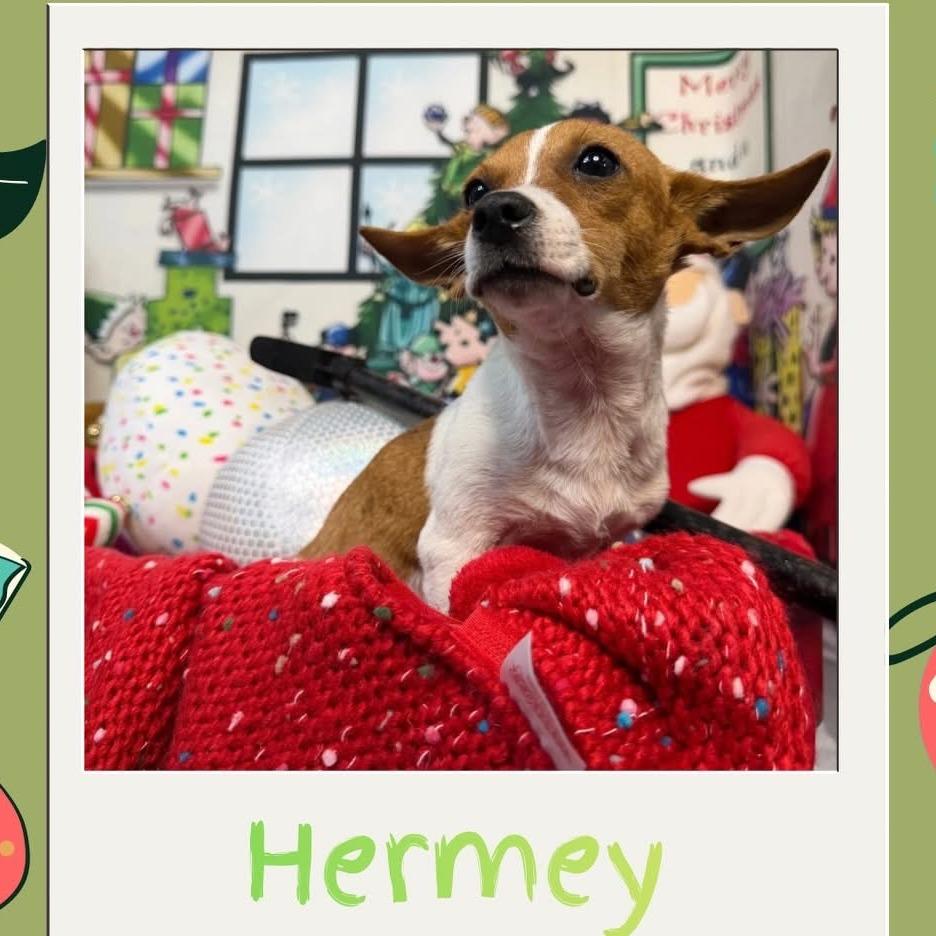 Hermey, a Adoptable mixed breed in North Port, FL image 1/3