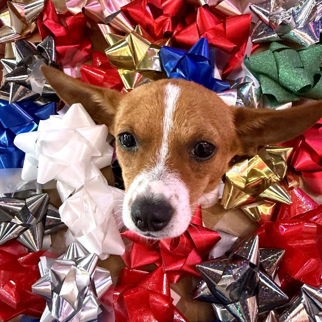 Hermey, a Adoptable mixed breed in North Port, FL image 2/3