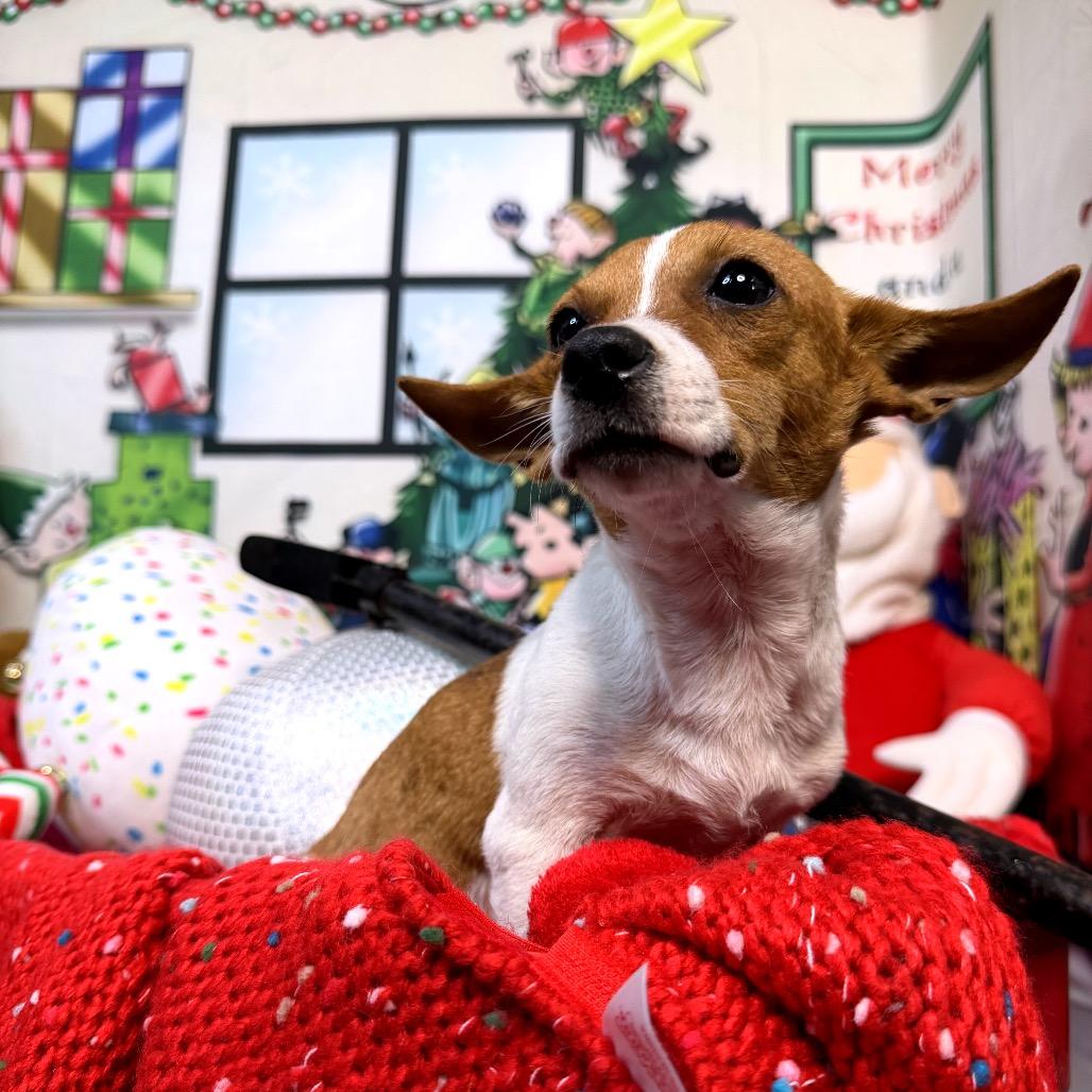 Hermey, a Adoptable mixed breed in North Port, FL image 3/3