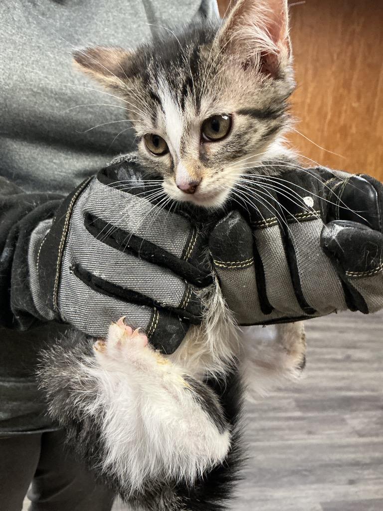 Pepper photo