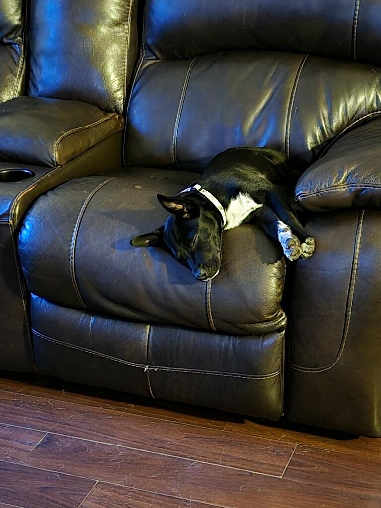 Enlarge Rex, a Adopted mixed breed in Gig Harbor, WA image 1/1
