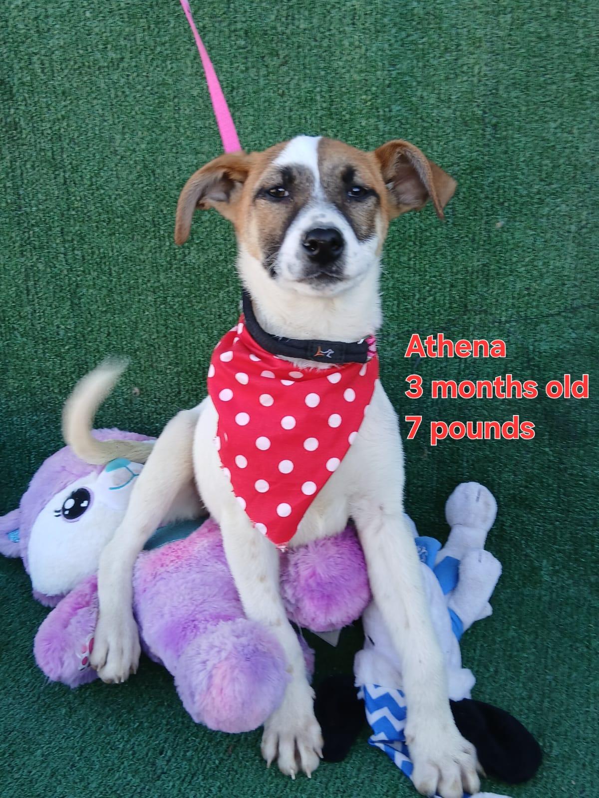 Athena, a ADOPTABLE mixed breed in Los Angeles, CA image 3/4