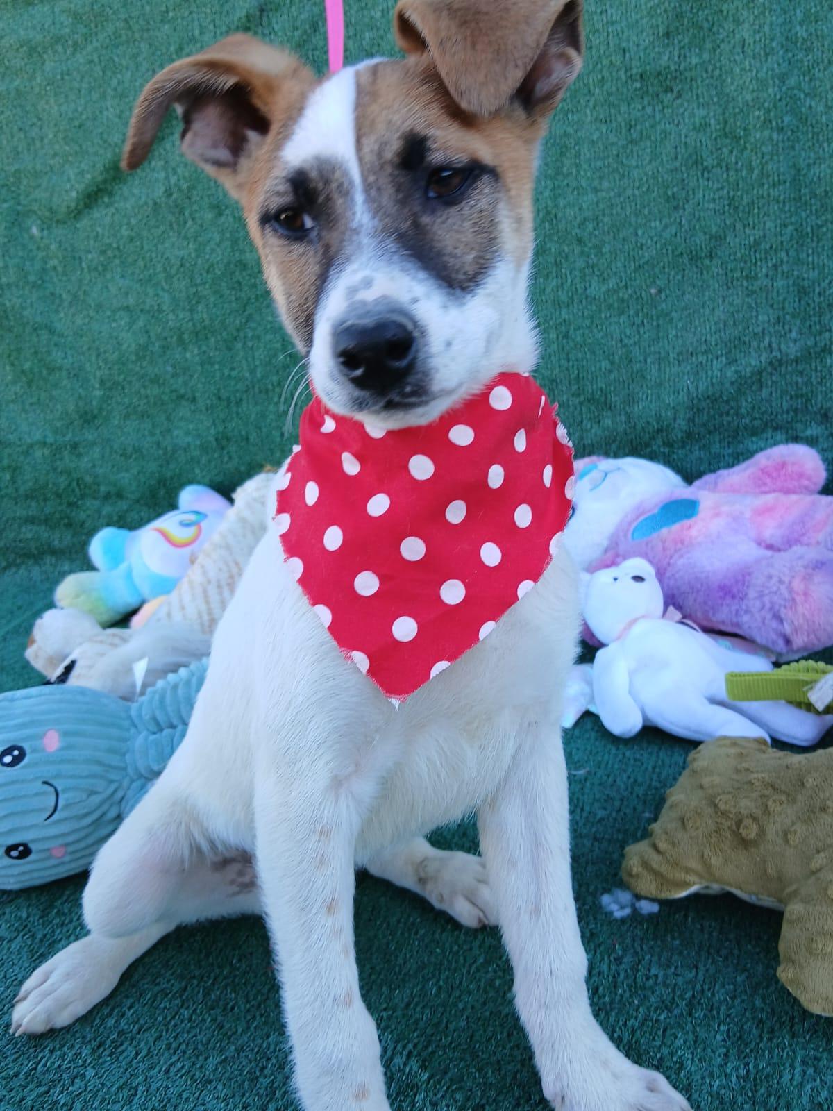 Athena, a ADOPTABLE mixed breed in Los Angeles, CA image 2/4
