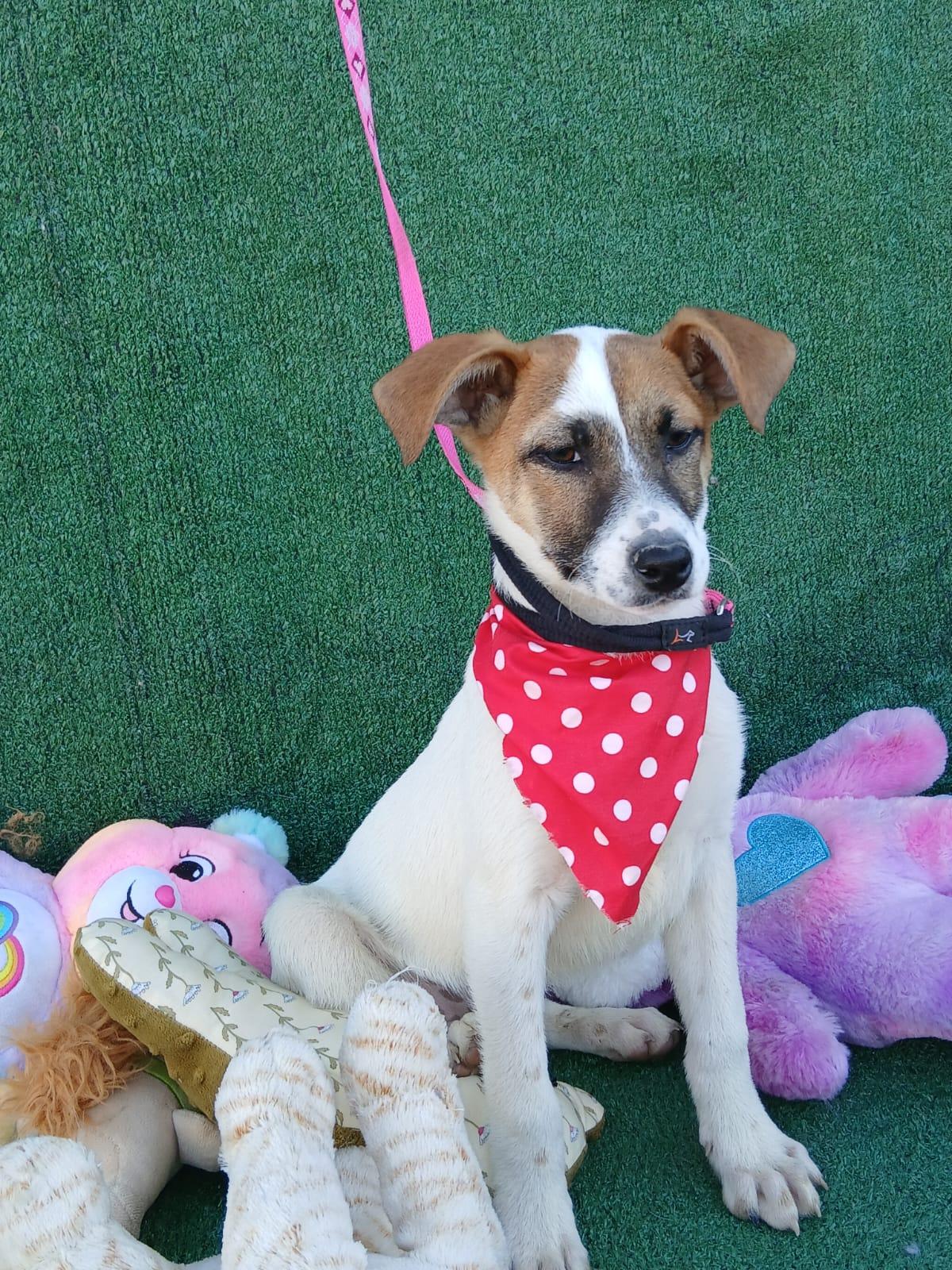 Athena, ADOPTABLE, Puppy Female Jack Russell Terrier.