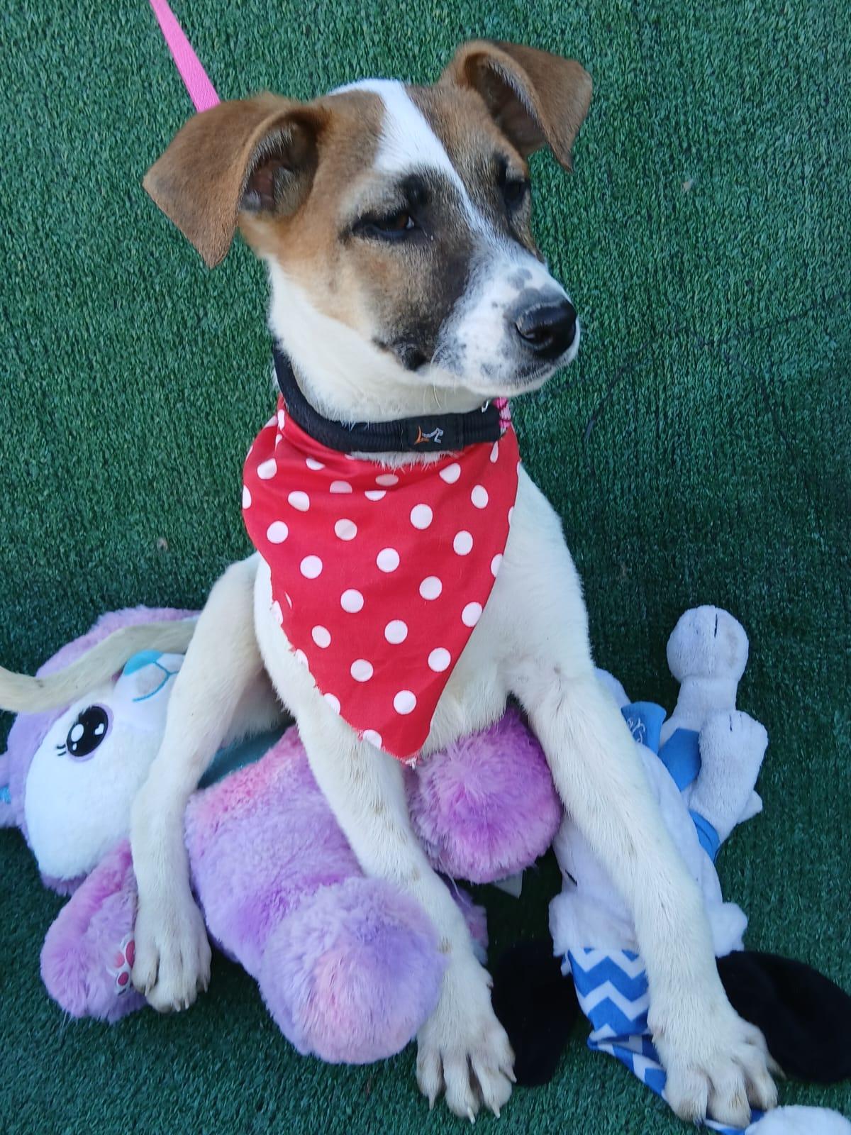 Athena, a ADOPTABLE mixed breed in Los Angeles, CA image 4/4