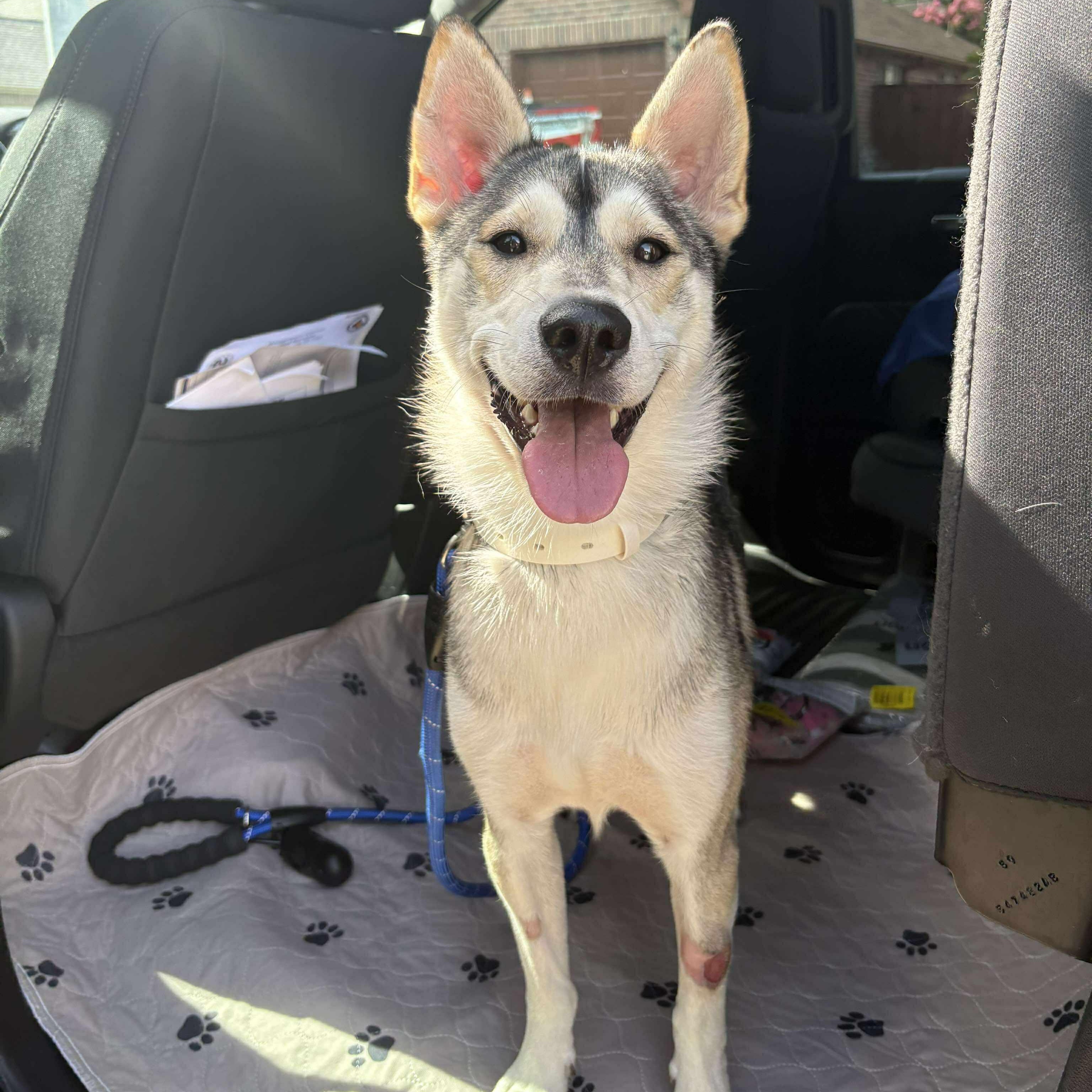 Maverick - only 35lbs, an adoptable Husky in Bozeman, MT, 59715 | Photo Image 6
