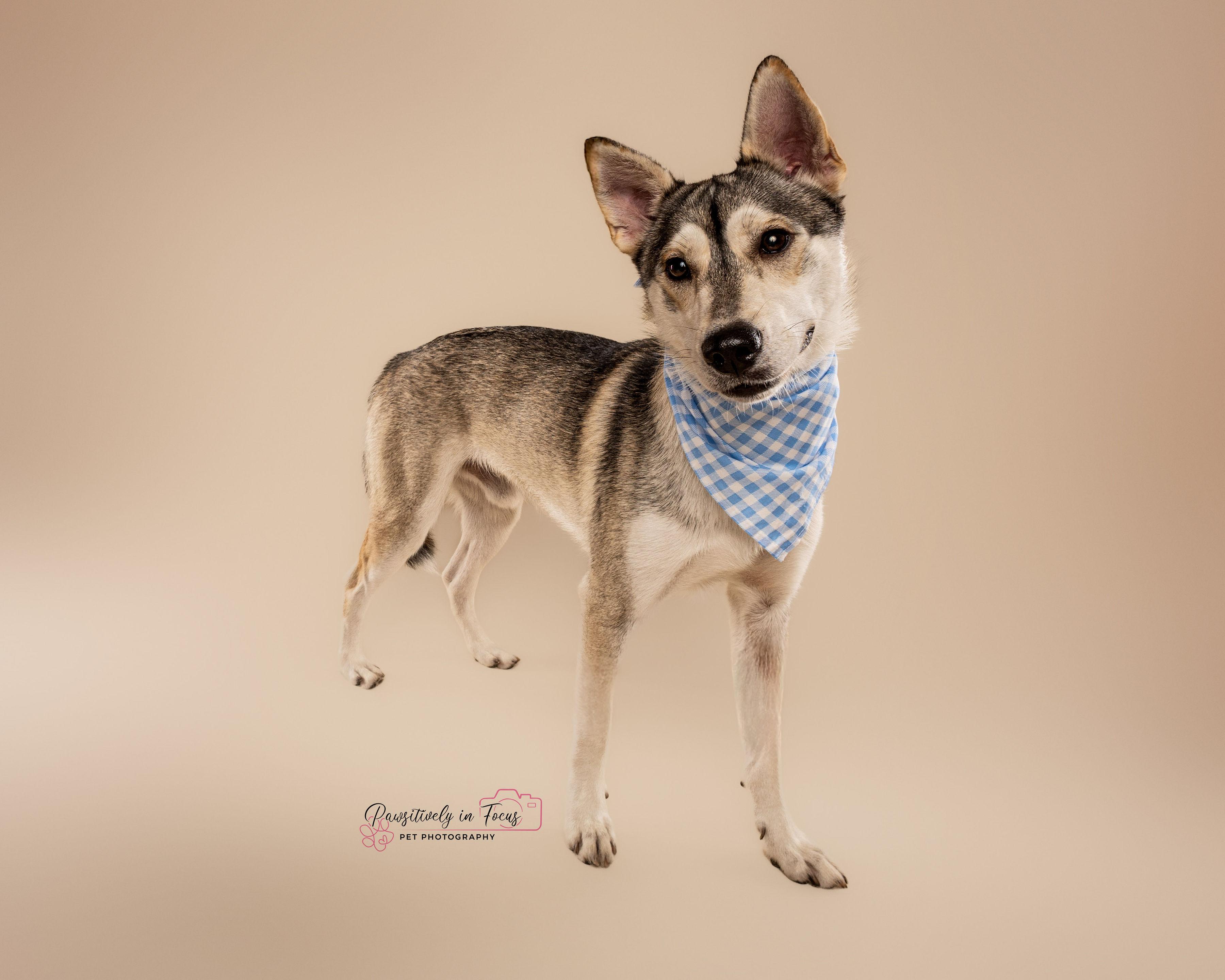 Maverick - only 35lbs, an adoptable Husky in Bozeman, MT, 59715 | Photo Image 1