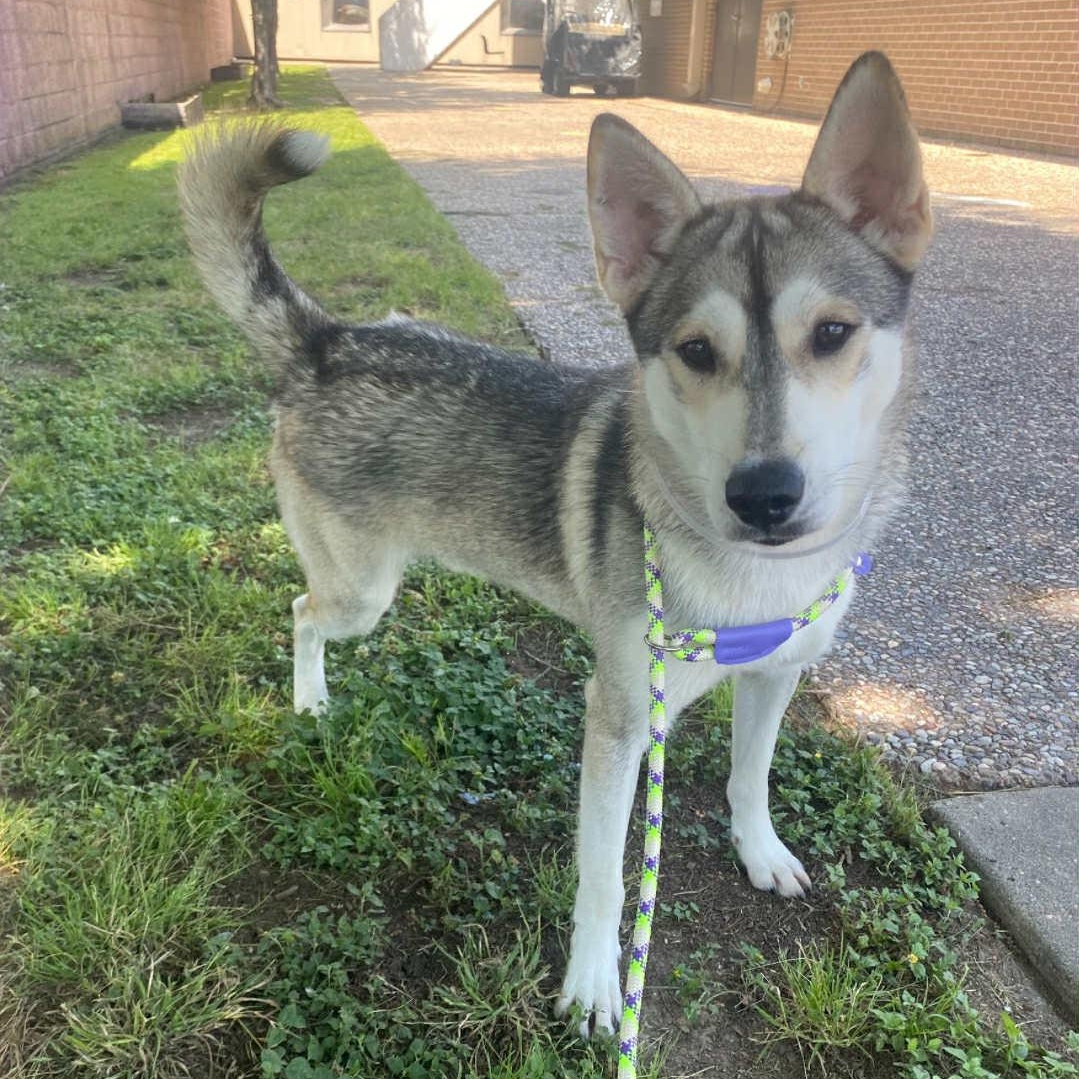 Maverick - only 35lbs, an adoptable Husky in Bozeman, MT, 59715 | Photo Image 2