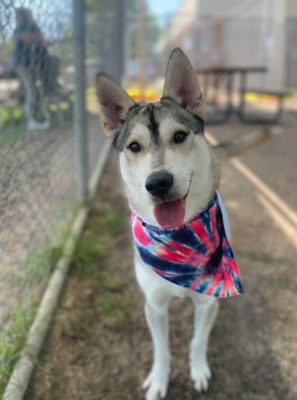 Maverick - only 35lbs, an adoptable Husky in Bozeman, MT, 59715 | Photo Image 3