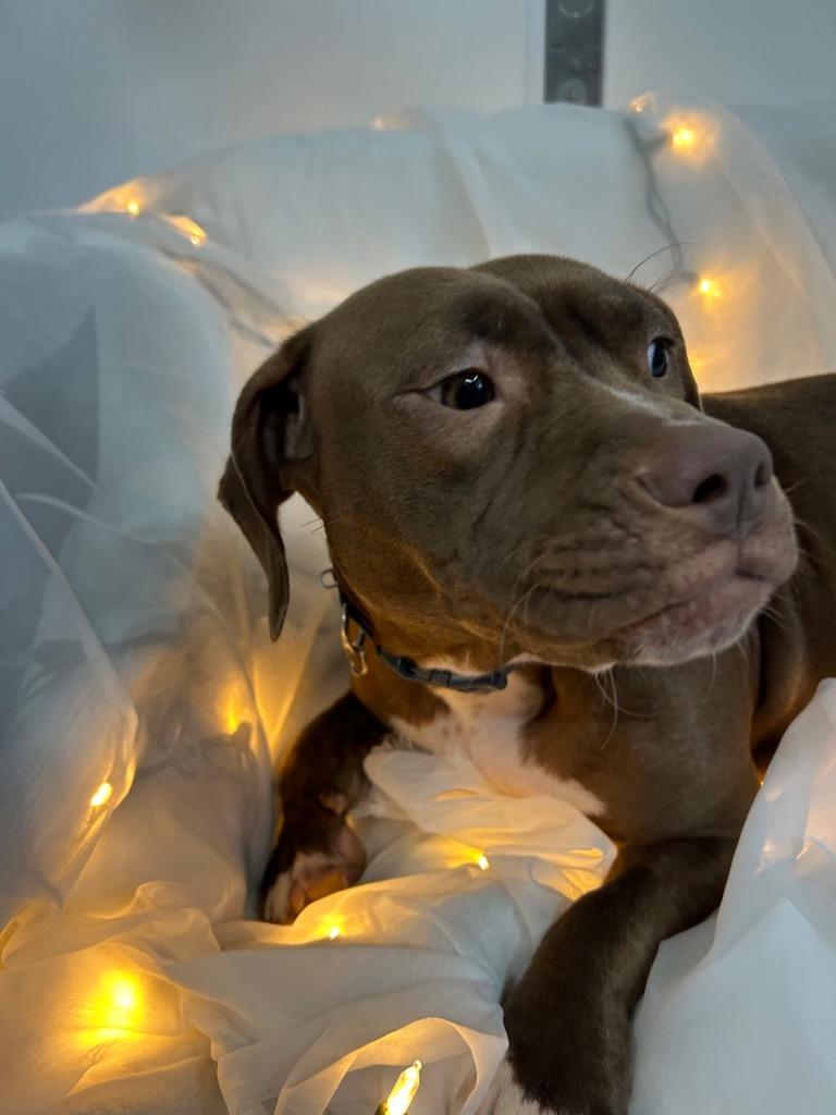 Leigha, Adoptable, Young Female Pit Bull Terrier & Mixed Breed.