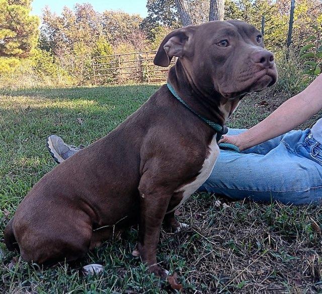 Enlarge Leigha, a Adoptable mixed breed in Syracuse, IN image 2/2