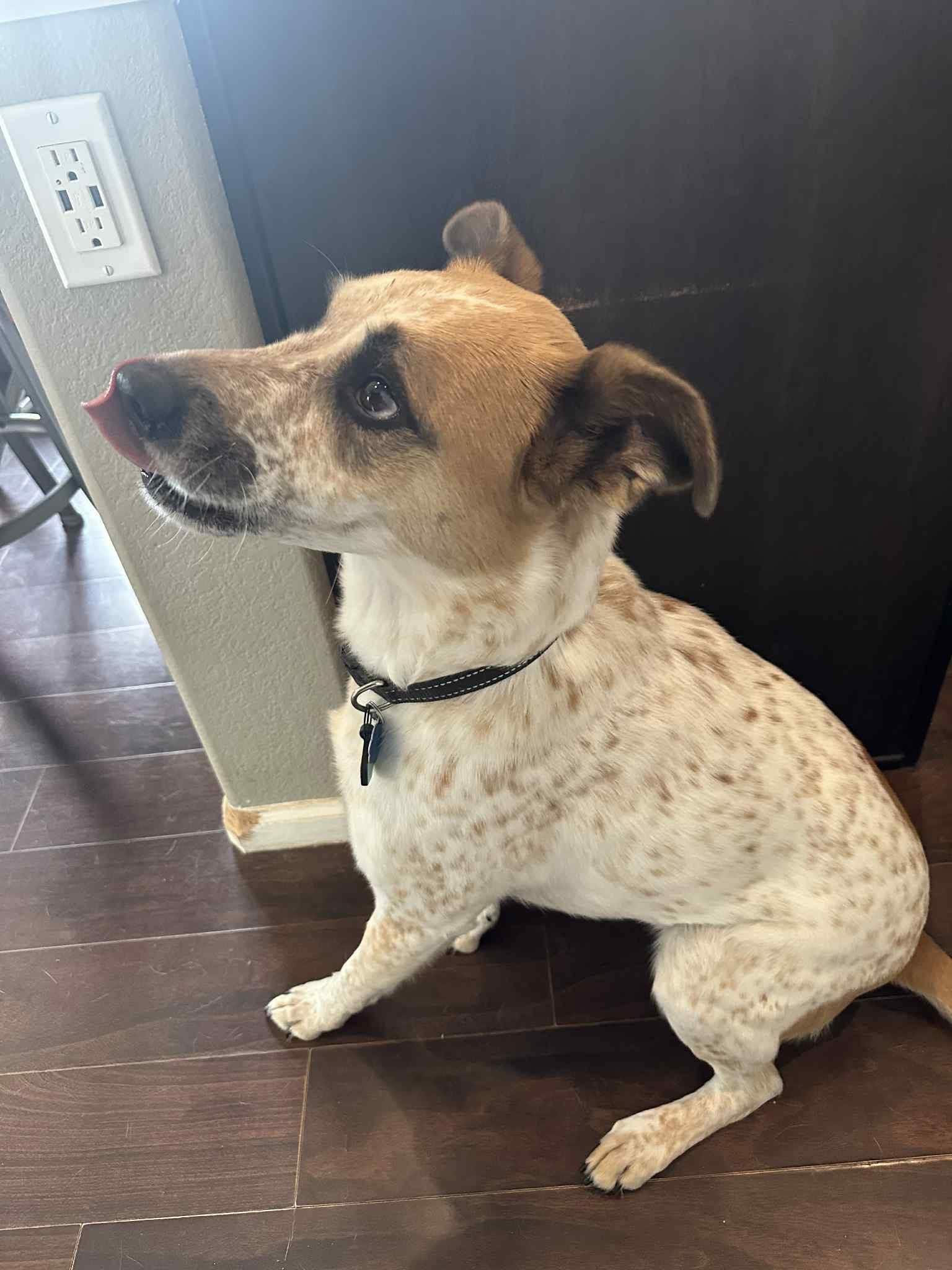 Enlarge Carl FKA Armani, a ADOPTABLE mixed breed in Colorado Springs, CO image 3/6