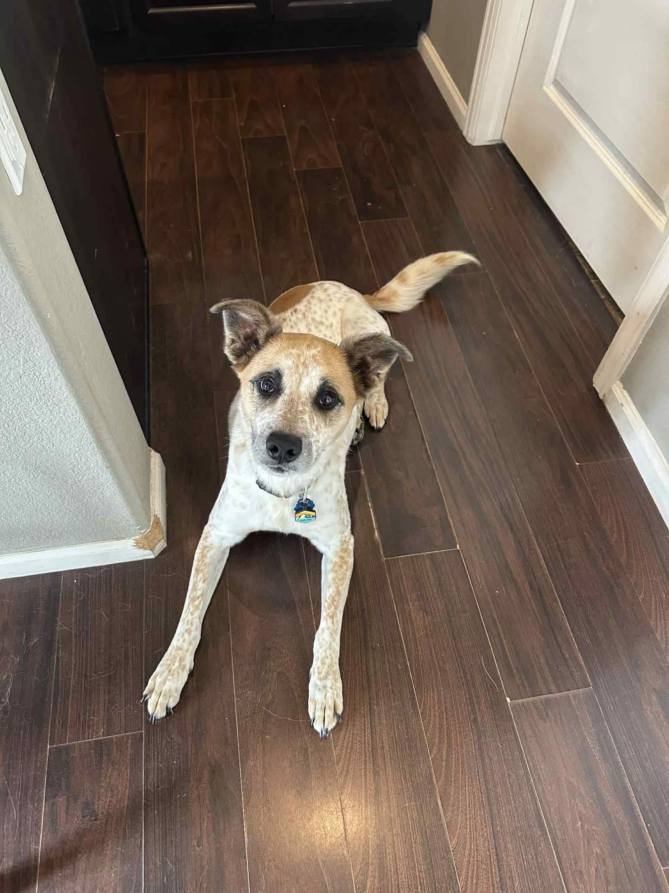 Enlarge Carl FKA Armani, a ADOPTABLE mixed breed in Colorado Springs, CO image 2/6