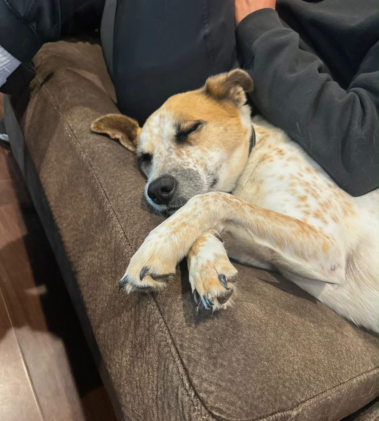 Enlarge Carl FKA Armani, a ADOPTABLE mixed breed in Colorado Springs, CO image 5/6