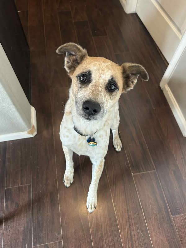 Carl FKA Armani, ADOPTABLE, Adult Male Australian Cattle Dog / Blue Heeler.