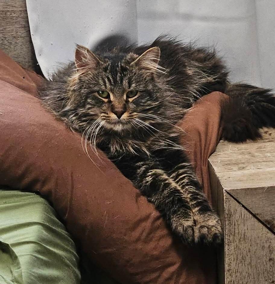 Scruffy, adoptable, Adult Male Domestic Long Hair.