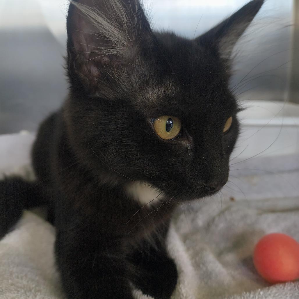 Dilly, Adoptable, Kitten Male Domestic Medium Hair.