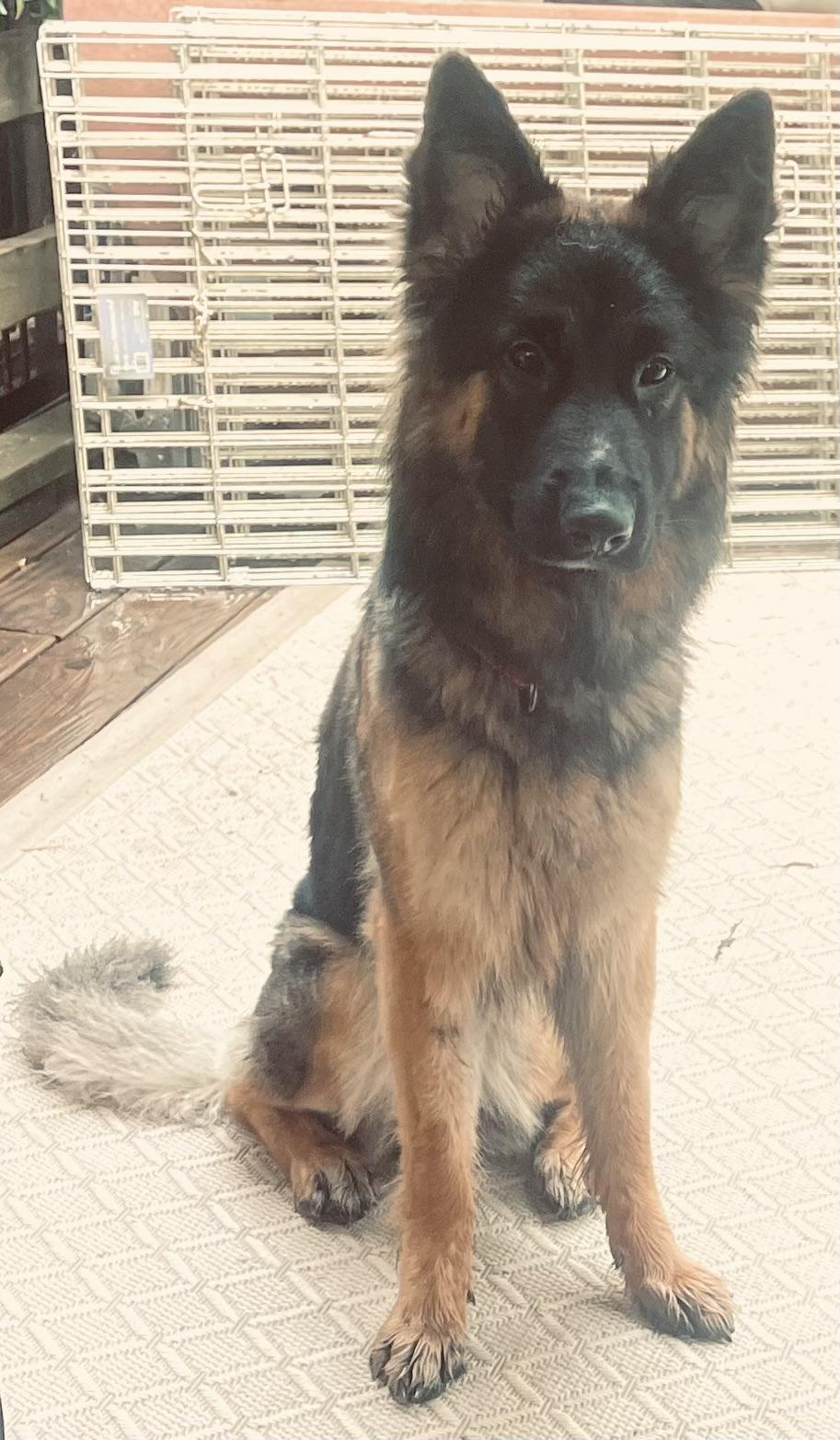 Enlarge Vela, a Adoptable German Shepherd Dog in Chicago, IL image 2/2