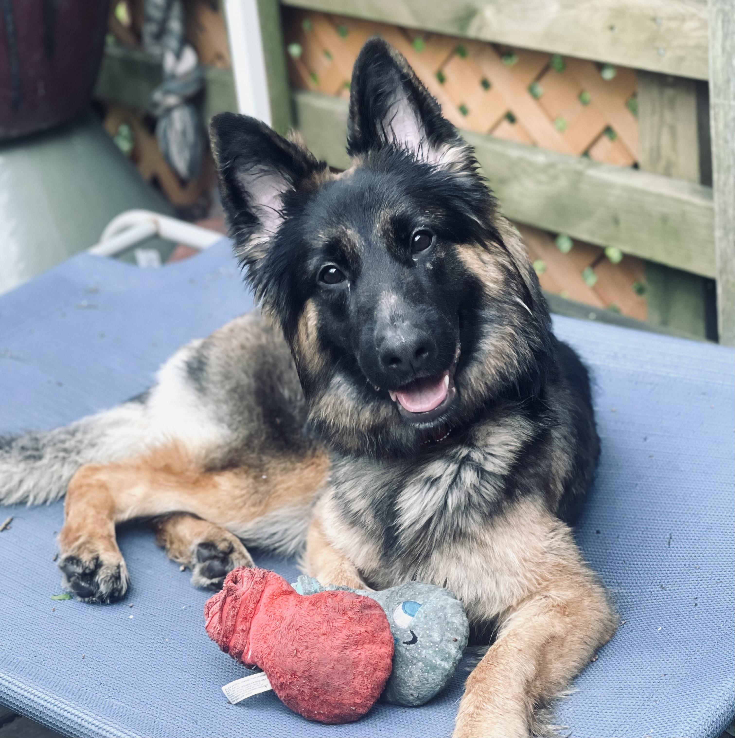 Enlarge Vela, a Adoptable German Shepherd Dog in Chicago, IL image 1/2