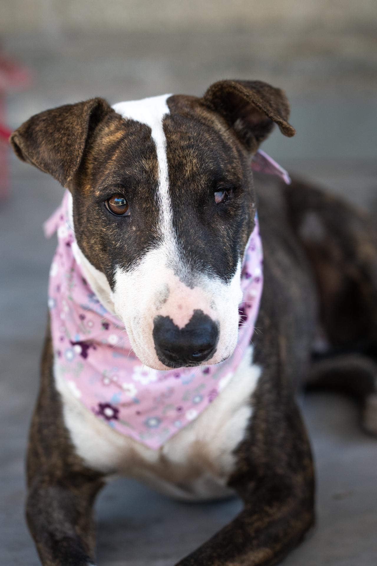 Enlarge Princess, a Adoptable mixed breed in nanaimo, BC image 4/6