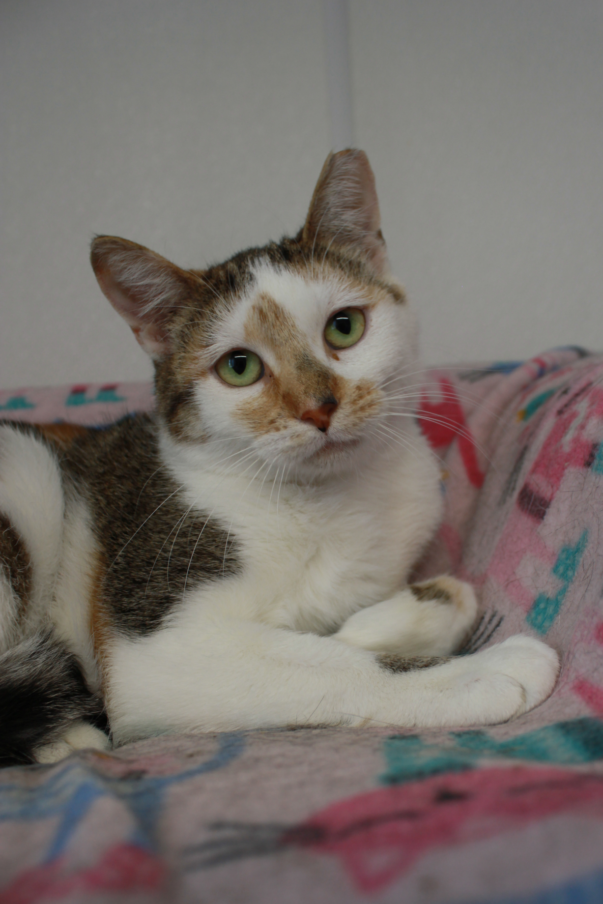 Caribou, Adoptable, Adult Female Calico & Tabby.
