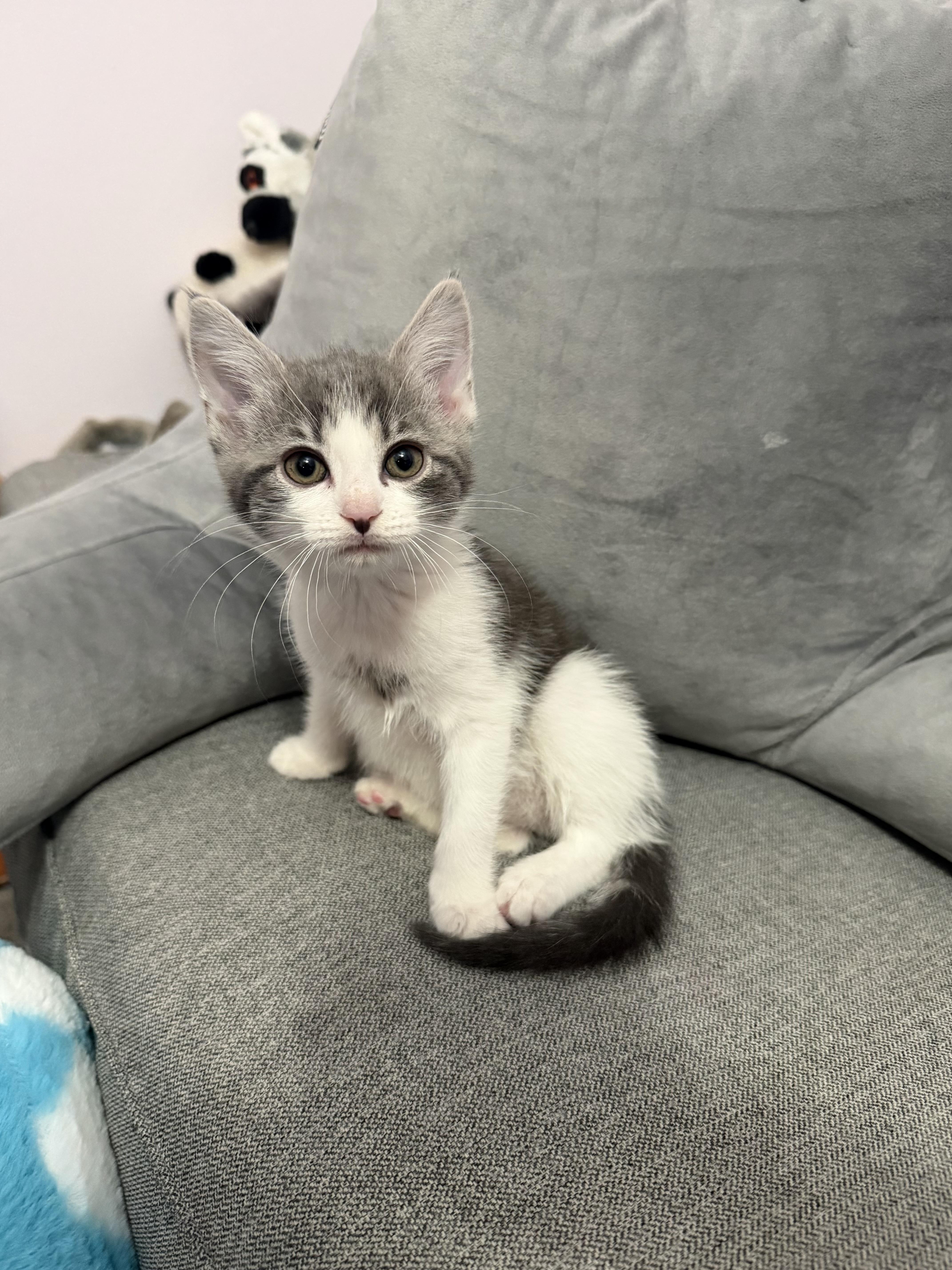 Enlarge Princess Donut, an adopted Domestic Short Hair in Haddon Heights, NJ image 2/2