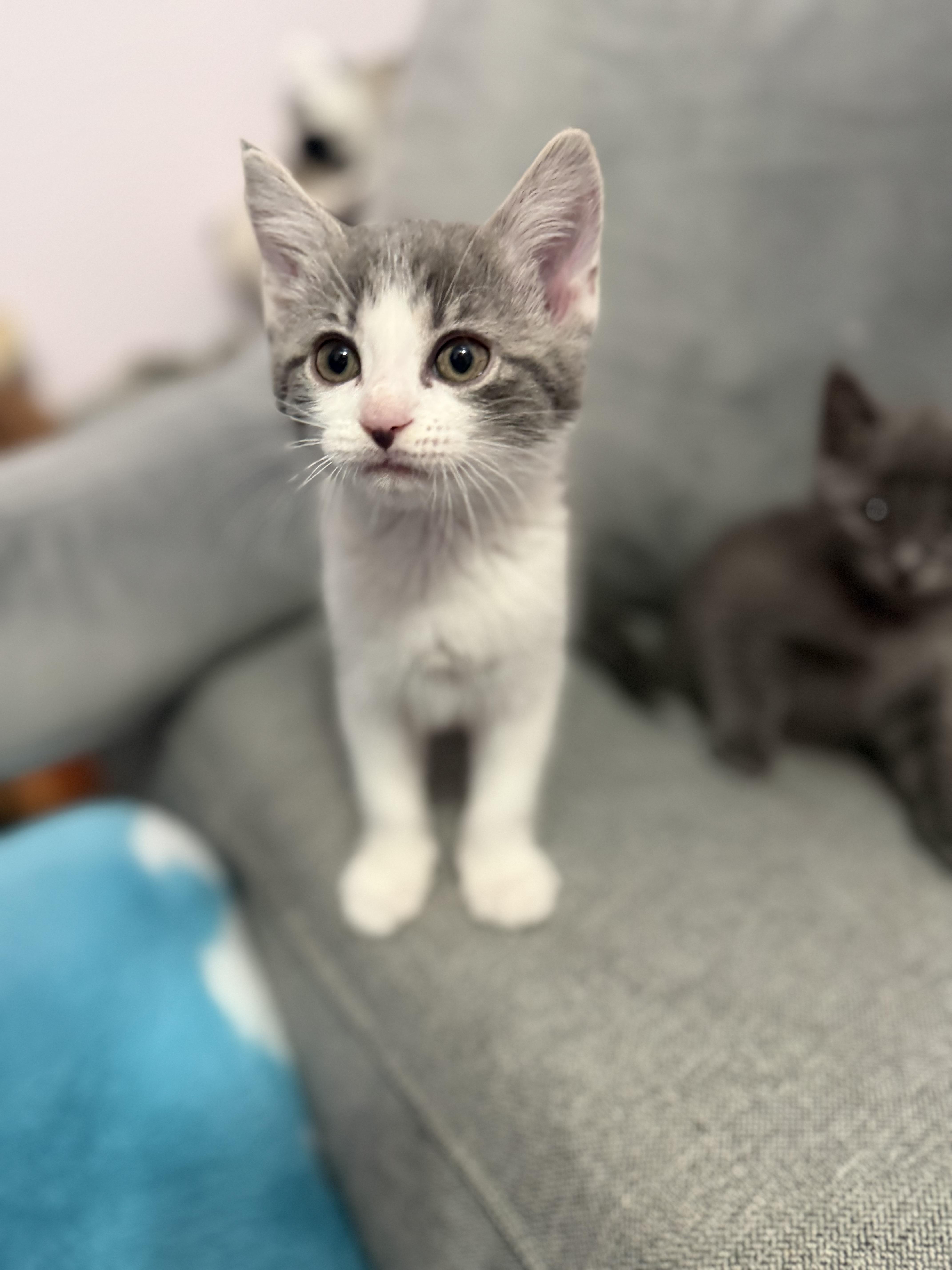 Princess Donut, adopted, Kitten Female Domestic Short Hair.
