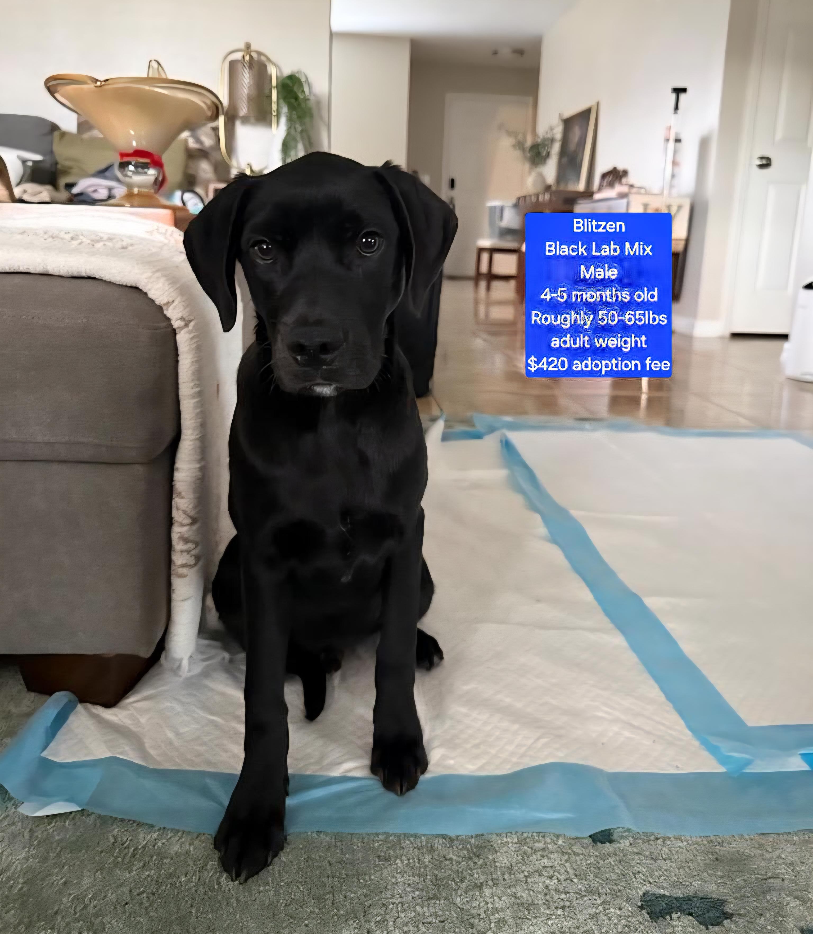 Blitzen, ADOPTABLE, Young Male Black Labrador Retriever.