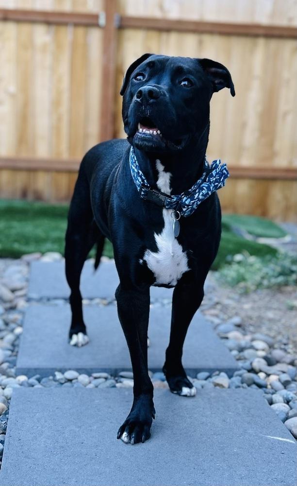 Enlarge Richie, a Adoptable mixed breed in Portland, OR image 1/6