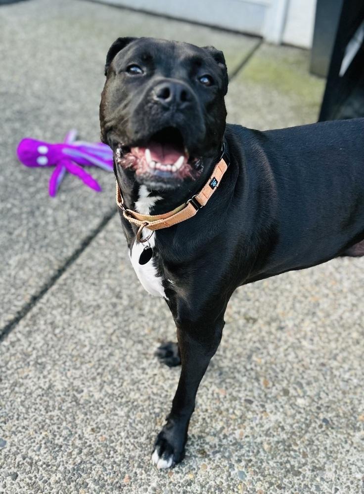Enlarge Richie, a Adoptable mixed breed in Portland, OR image 3/6