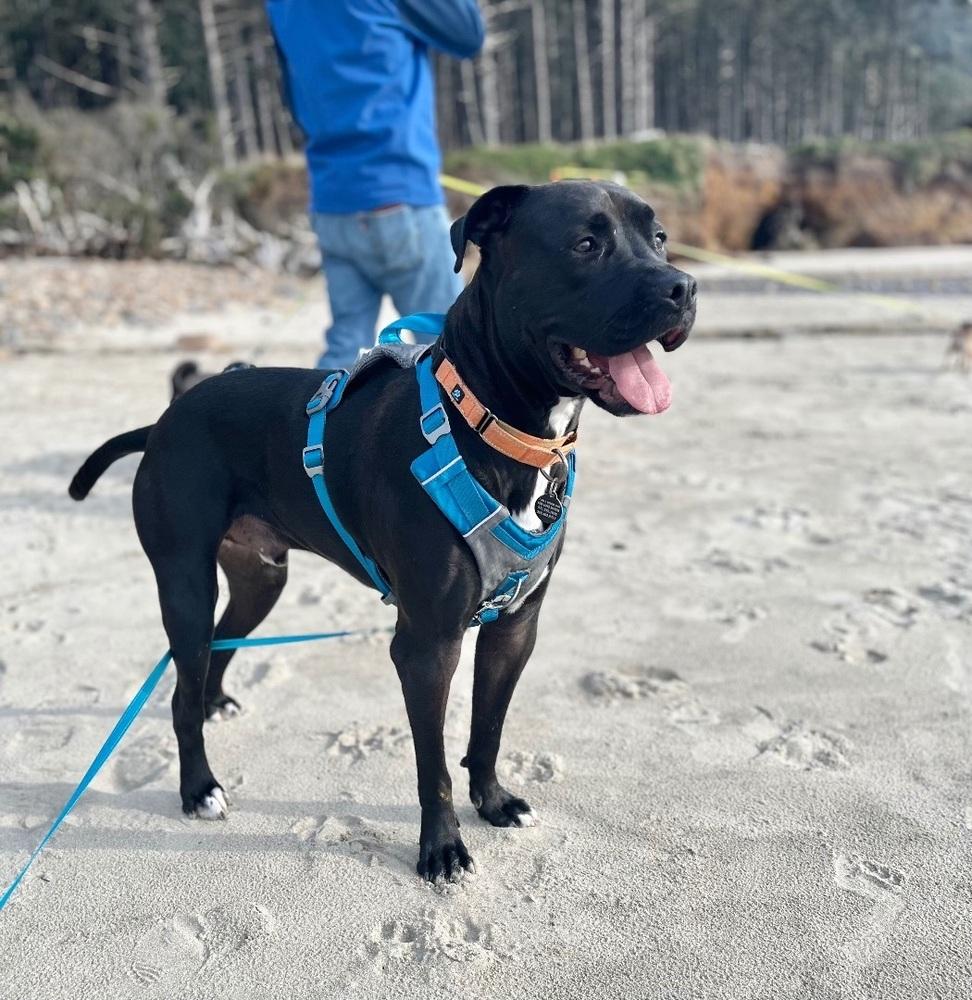 Enlarge Richie, a Adoptable mixed breed in Portland, OR image 4/6