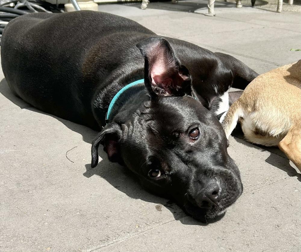 Enlarge Richie, a Adoptable mixed breed in Portland, OR image 5/6