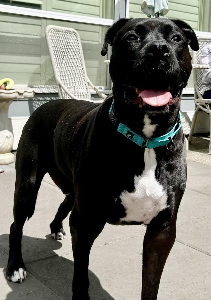 Enlarge Richie, a Adoptable mixed breed in Portland, OR image 6/6