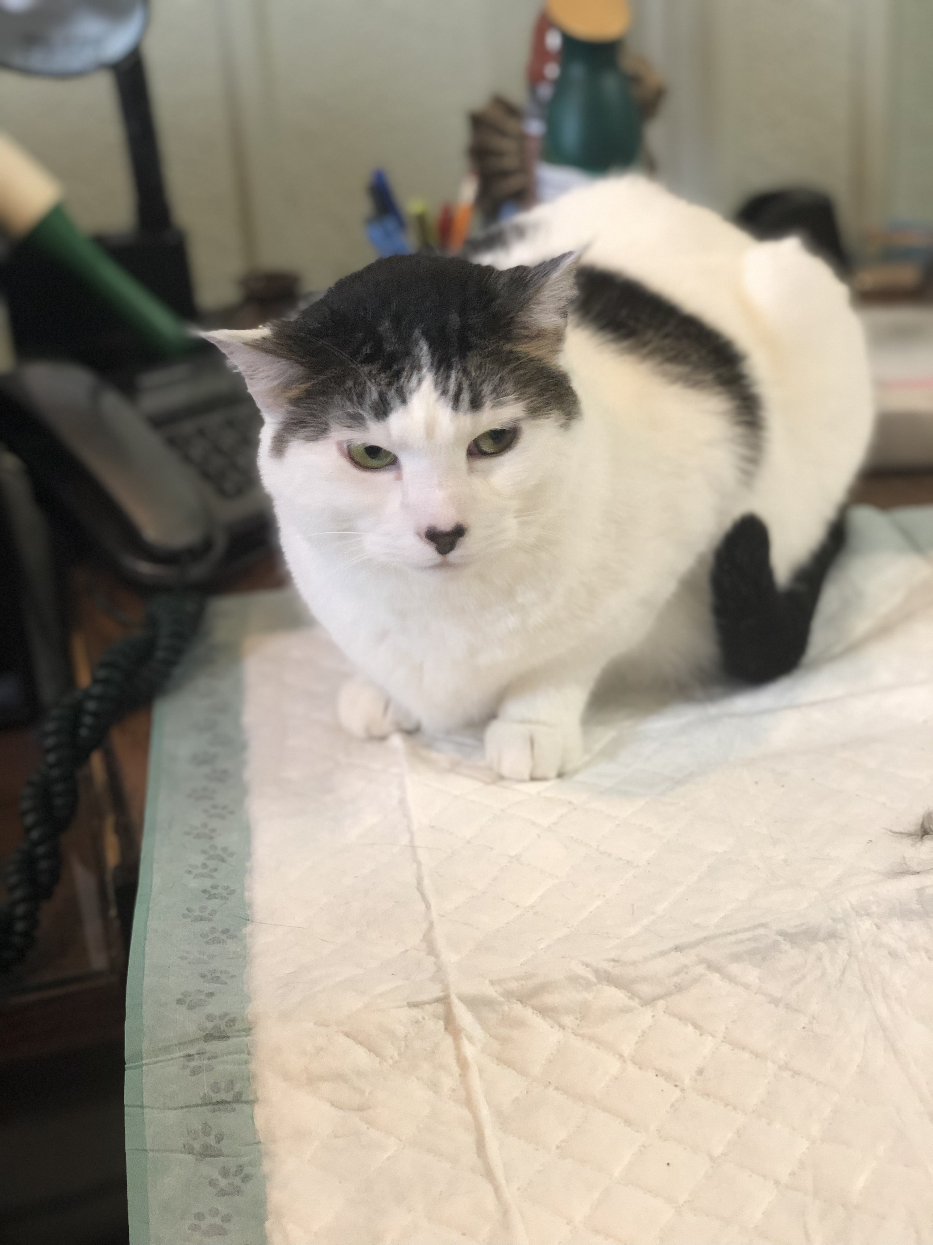 Willow, a Adoptable Domestic Short Hair in Moline, IL image 1/2