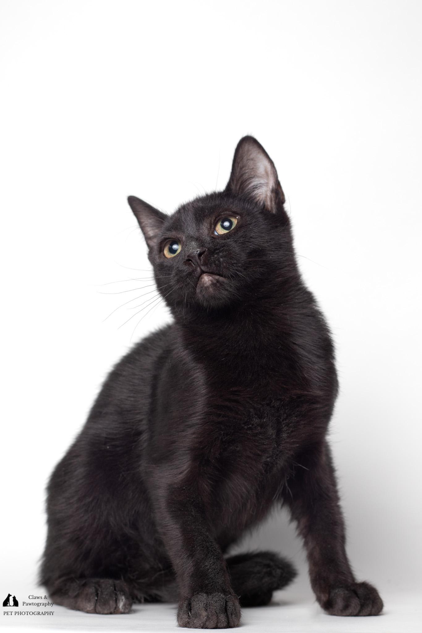 Enlarge Officer Clemons @ Fat Cat Cafe, a ADOPTABLE Domestic Short Hair in Tallahassee, FL image 2/3