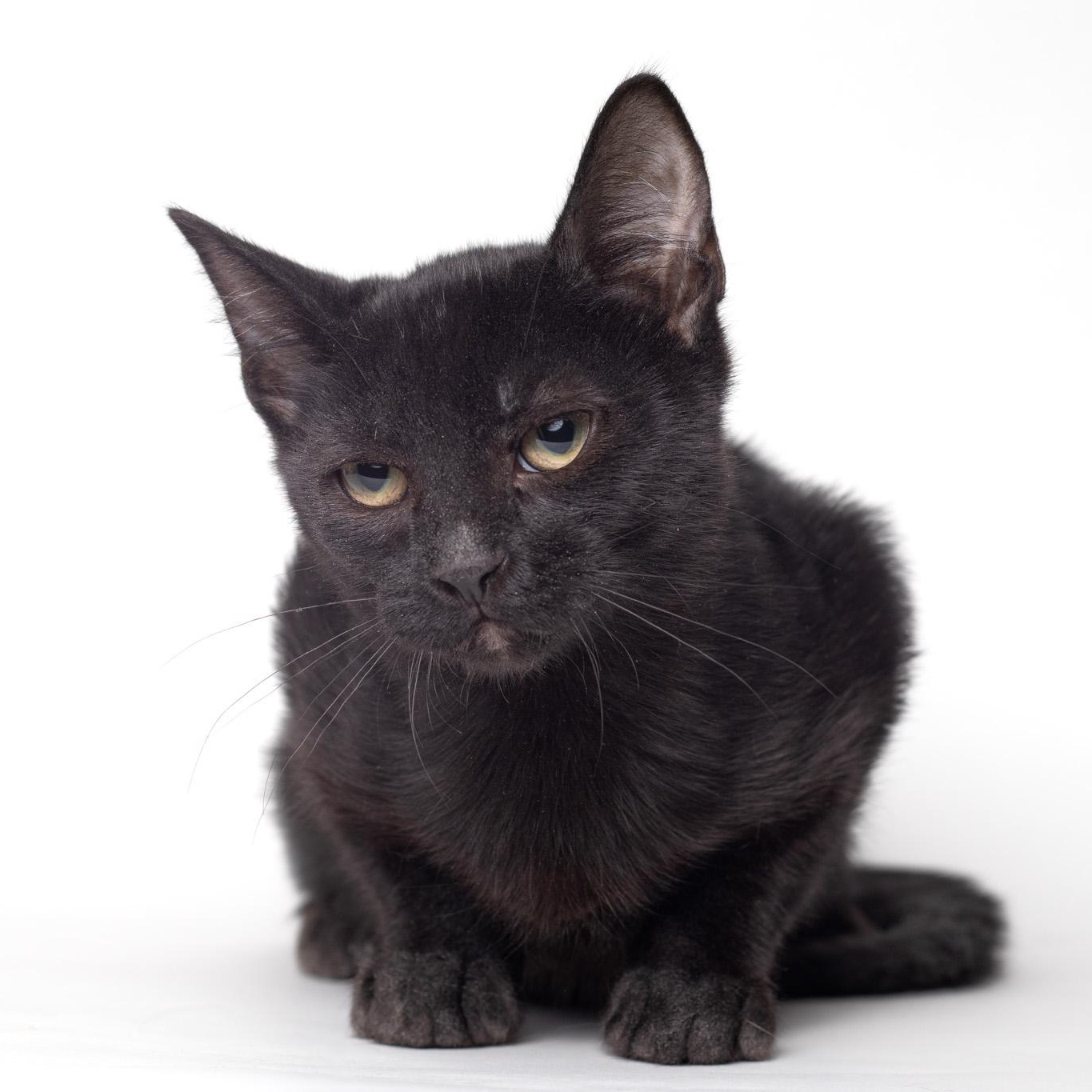 Enlarge Officer Clemons @ Fat Cat Cafe, a ADOPTABLE Domestic Short Hair in Tallahassee, FL image 1/3