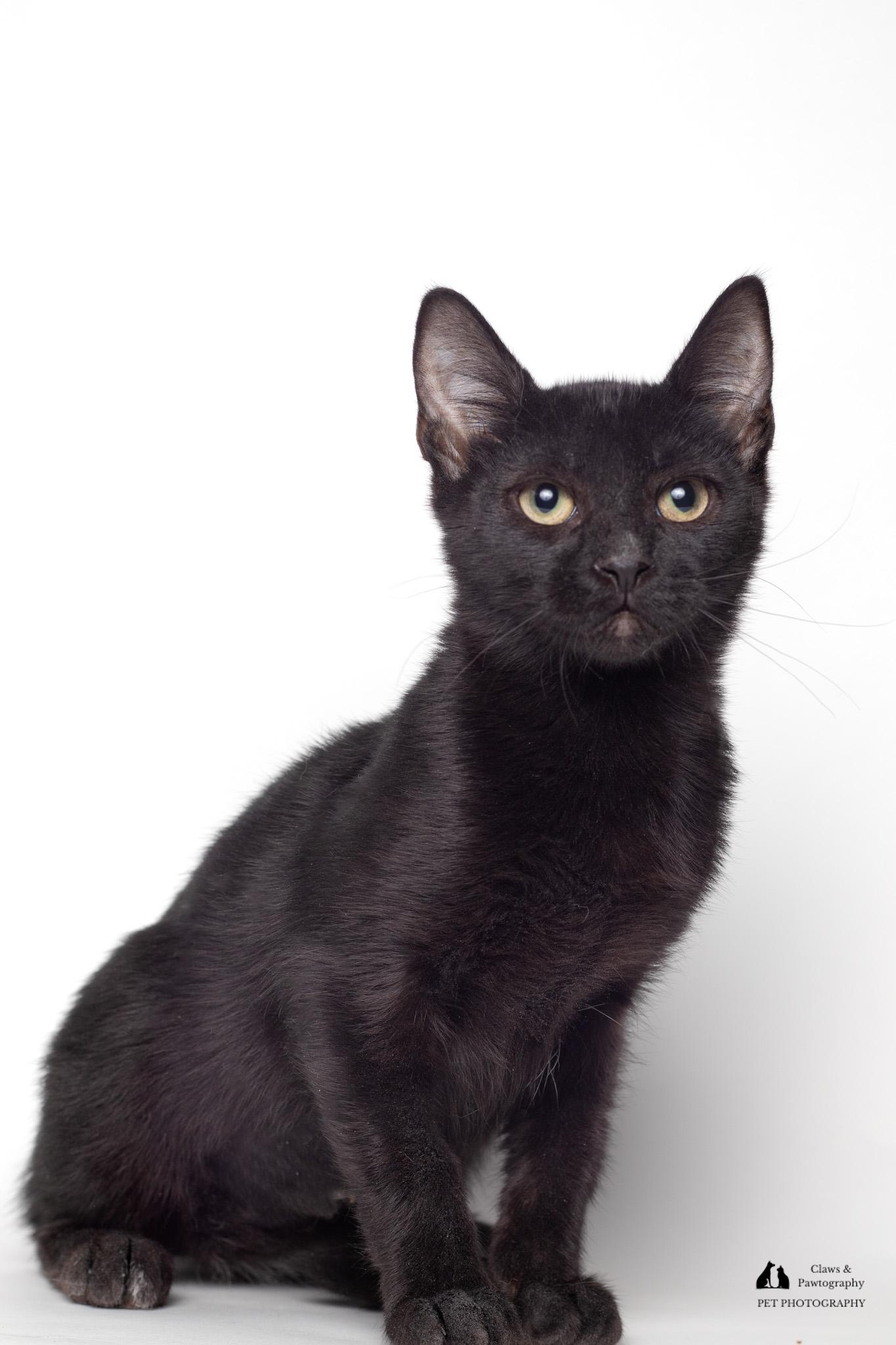 Enlarge Officer Clemons @ Fat Cat Cafe, a ADOPTABLE Domestic Short Hair in Tallahassee, FL image 3/3