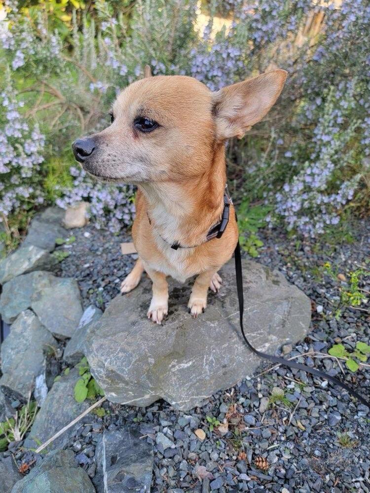Atty, a Adoptable mixed breed in Bellingham, WA image 1/4