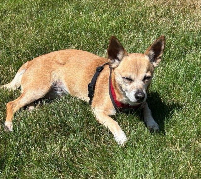 Atty, a Adoptable mixed breed in Bellingham, WA image 3/4
