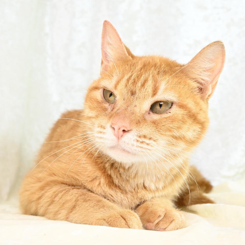 Mercy, Adoptable, Young Female Domestic Short Hair.