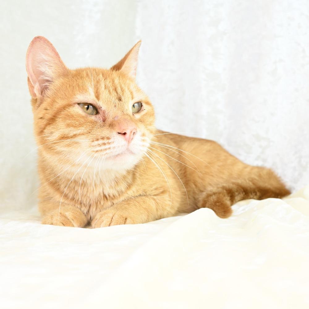 Enlarge Mercy, a Adoptable Domestic Short Hair in Mobile, AL image 2/6