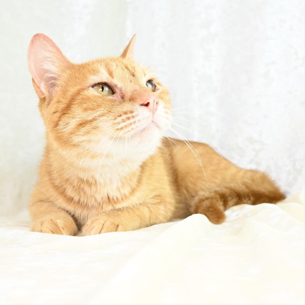 Enlarge Mercy, a Adoptable Domestic Short Hair in Mobile, AL image 3/6