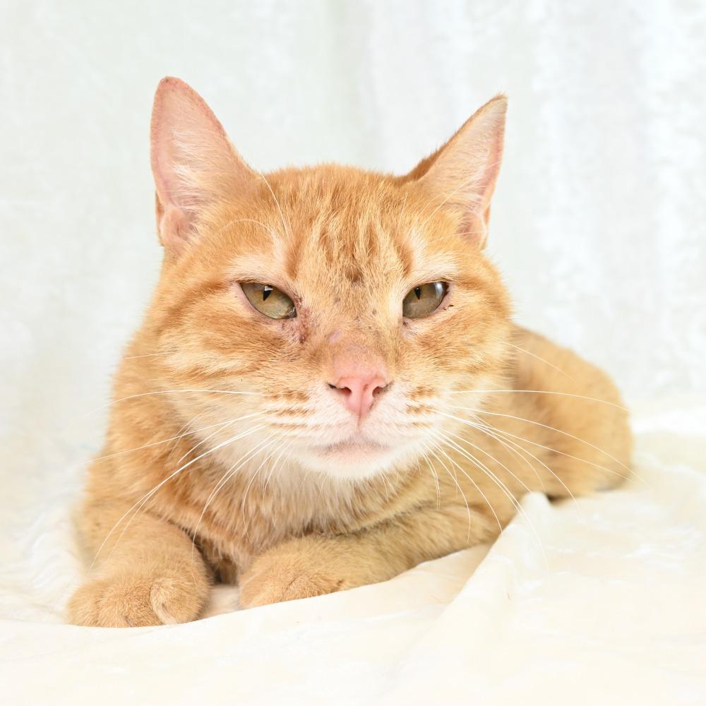 Enlarge Mercy, a Adoptable Domestic Short Hair in Mobile, AL image 4/6