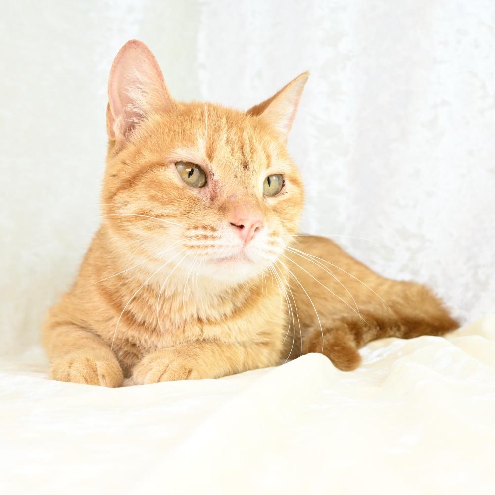 Enlarge Mercy, a Adoptable Domestic Short Hair in Mobile, AL image 5/6