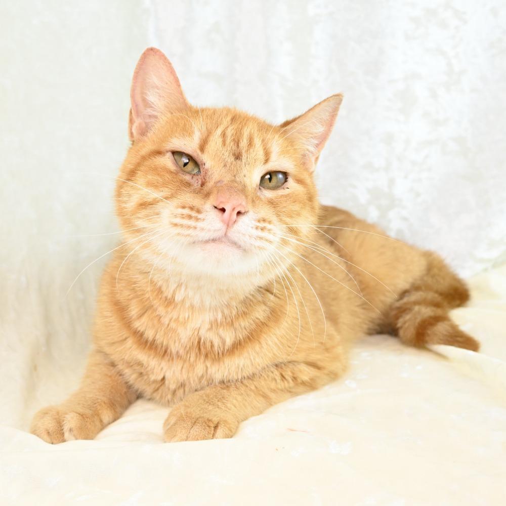 Enlarge Mercy, a Adoptable Domestic Short Hair in Mobile, AL image 6/6