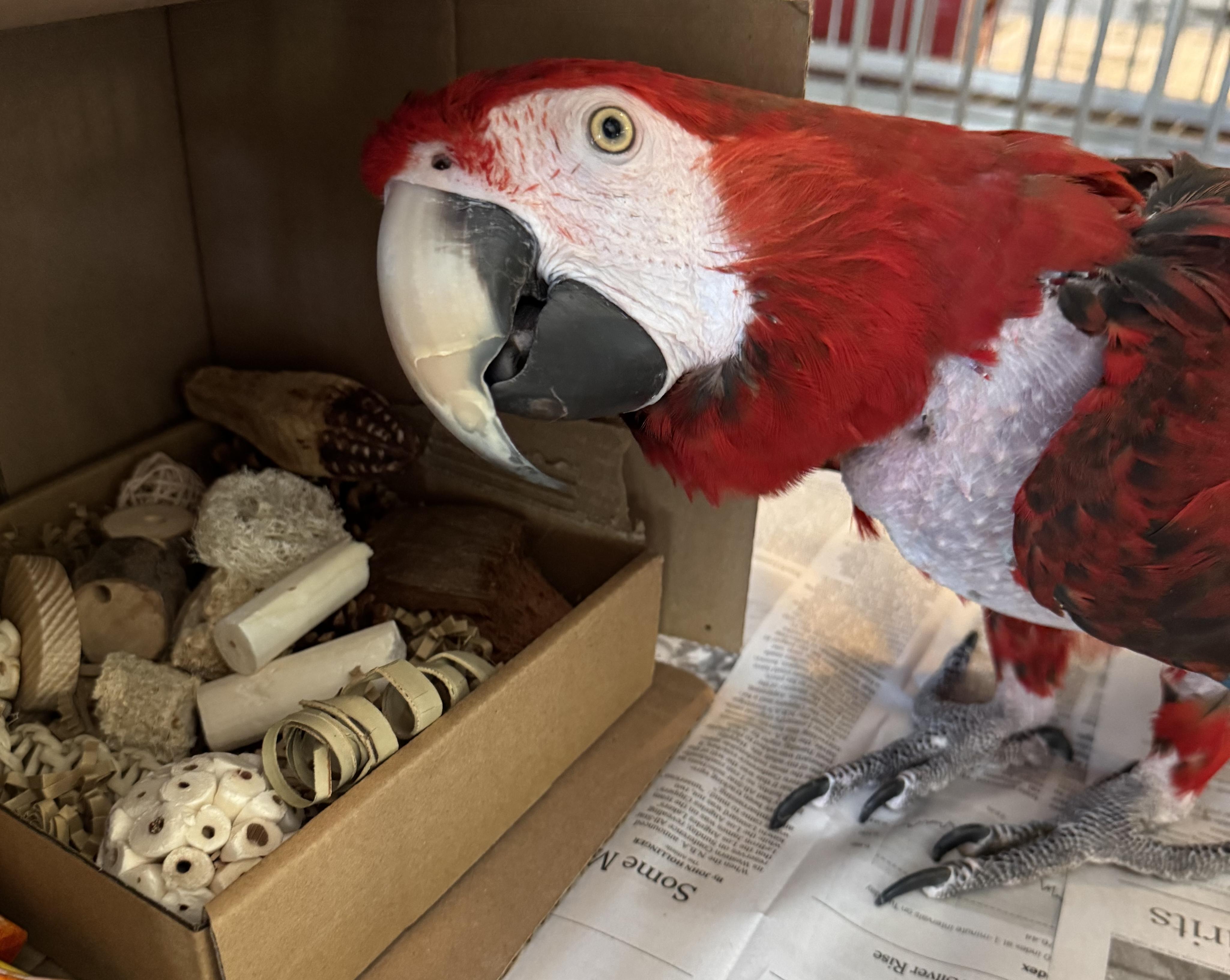Baby, Adoptable, Adult Female Macaw.