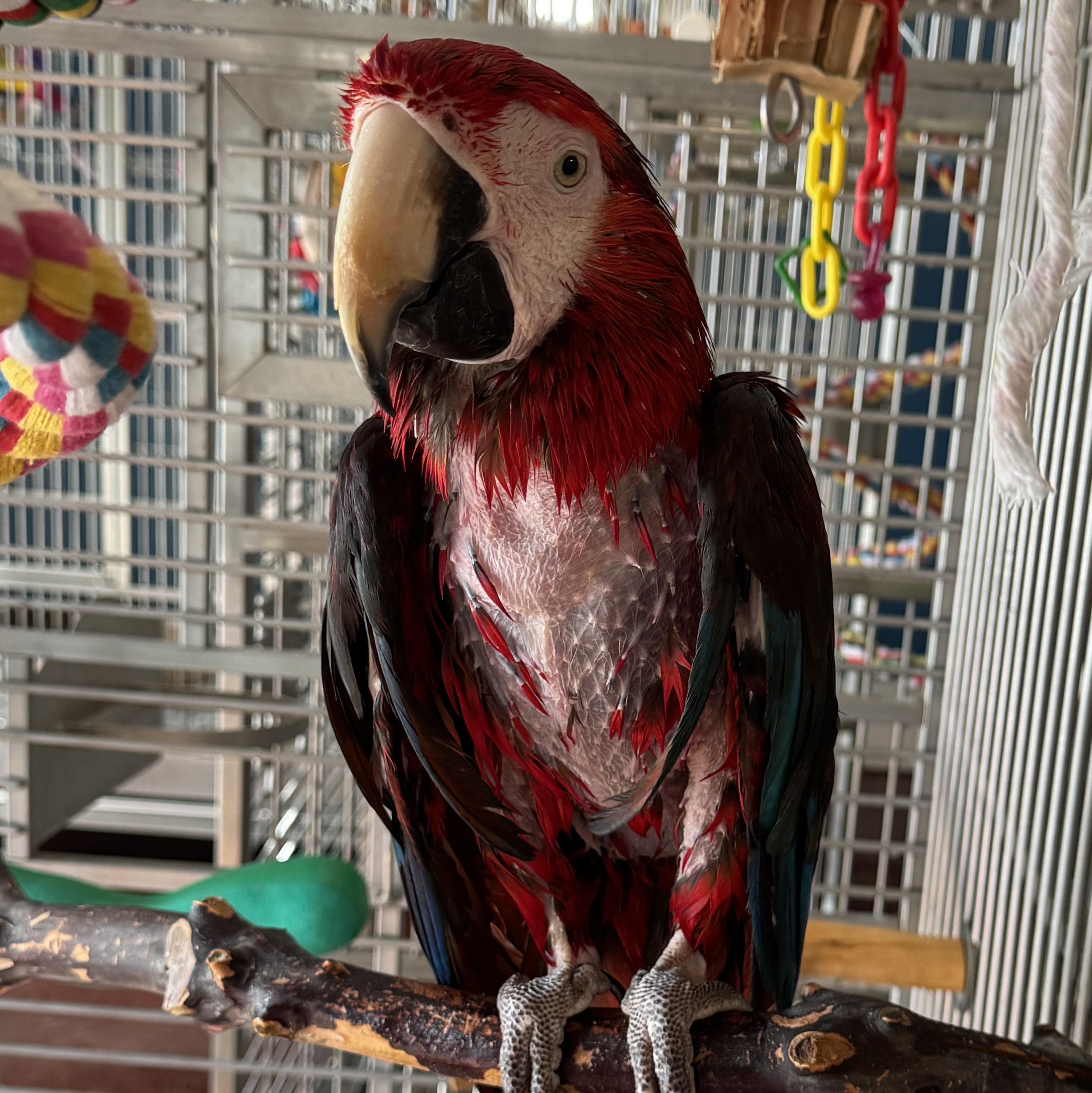 Enlarge Baby, a Adoptable mixed breed in Alexander, NC image 3/3