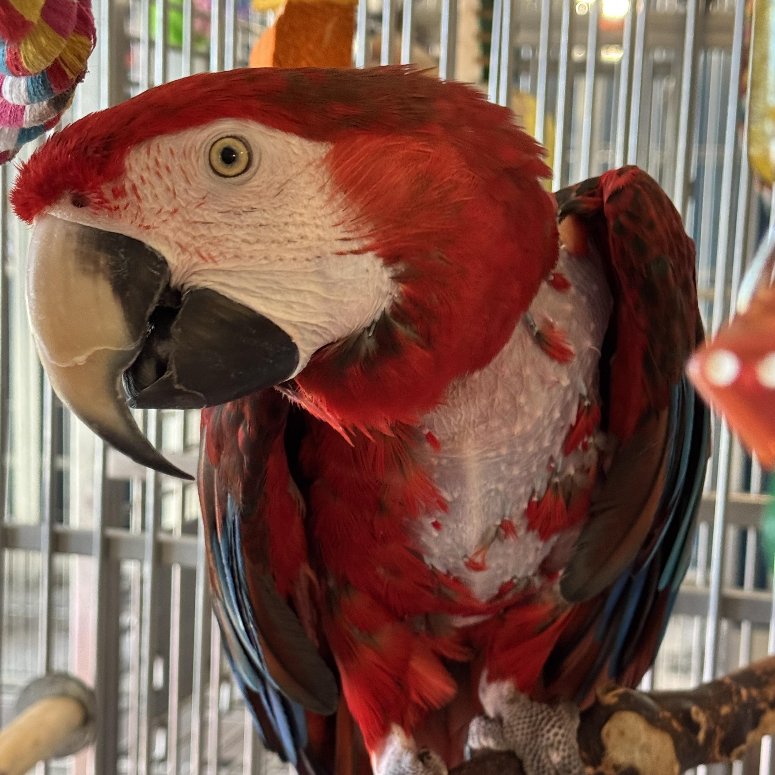 Enlarge Baby, a Adoptable mixed breed in Alexander, NC image 2/3