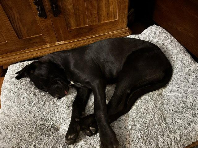 Zamira  #1, Adoptable, Puppy Female Labrador Retriever.